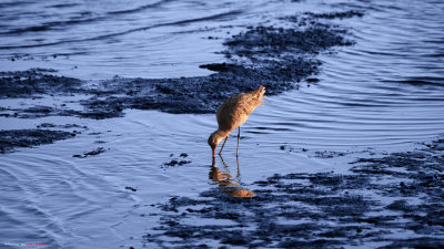 IMG_9810.jpg