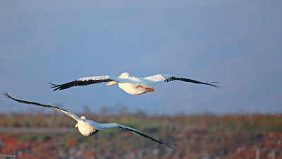IMG_9865.jpg