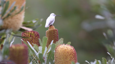 IMG_0560.jpg