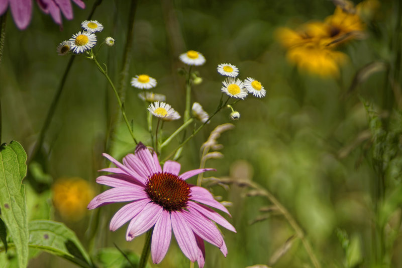 Cone Flower and Asters- Wisconsin