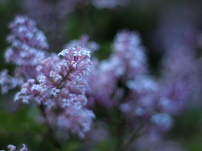 Lilacs