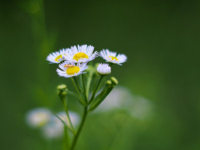 Inch Worm on Eastern Daisy Fleabane