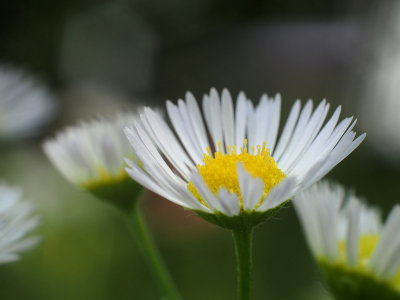 Eastern Daisy Fleabane