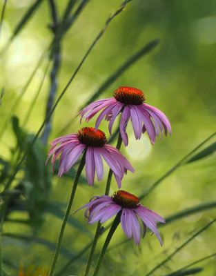 Purple Coneflower