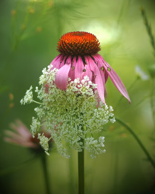 Purple Coneflower and Queen Ann's Lace