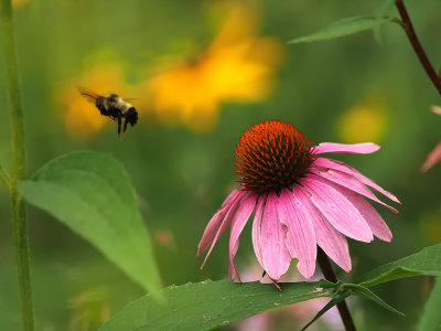 Bee Leaving Flower