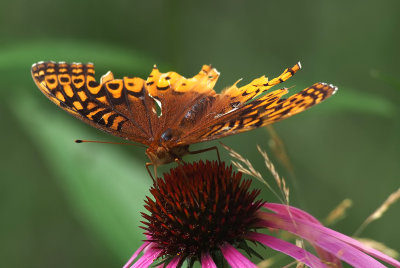 Ragged Butterfly