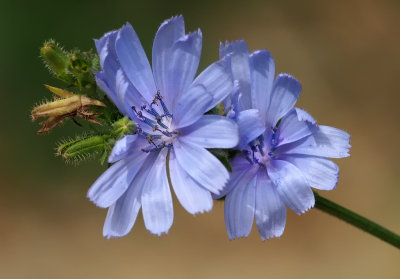 Chicory