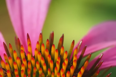 Purple Coneflower