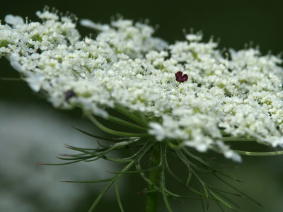 Queen Anne's Lace (Blood Droplet)