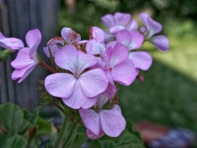 Geranium