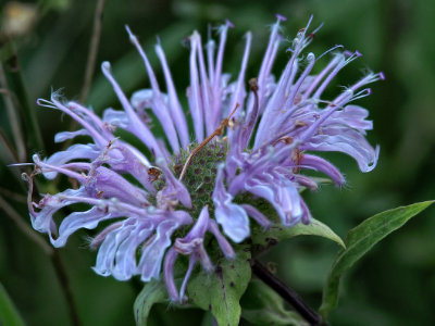 Wild Bergamot or Bee Balm