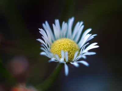 Eastern Daisy Fleabane