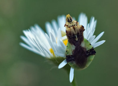 Bug on Eastern Daisy Fleabane