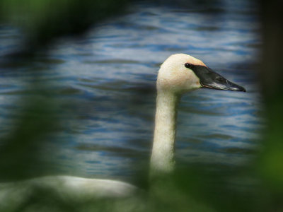 Trumpeter Swan - Seney National Wildlife Refuge, Michigan