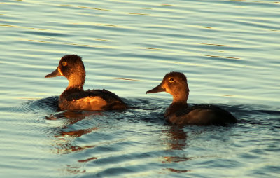 Ringnecked Ducks - Seney National Wildlife Refuge, Michigan