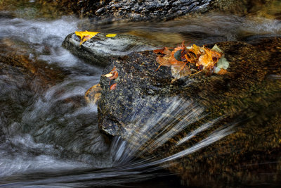 Kootenai Creek - Montana