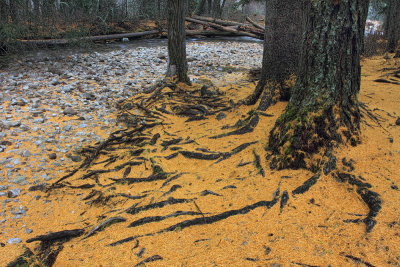 Carpet of Tamarack Needles - Bear Creek - Bitterroot Range - Montana