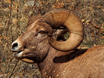 Big Horn Sheep - East Fork Rd. - Sula, Montana