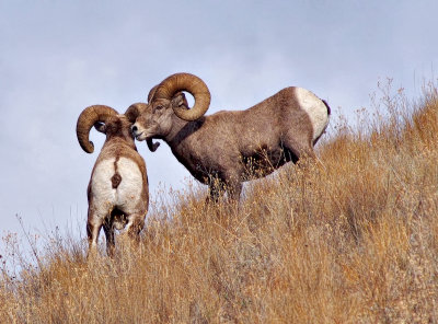 Big Horn Sheep - East Fork Rd. - Sula, Montana