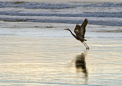 Great Blue Heron -Lost Creek Beach - Oregon