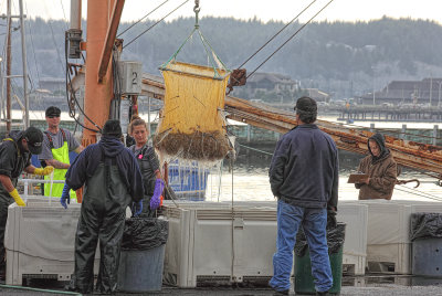 Processing Hag fish - Newport Oregon