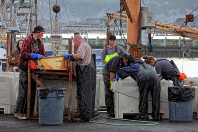 Weighing The Hag Fish Catch - Newport, Oregon