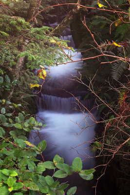 Small Creek - Yachats, Oregon