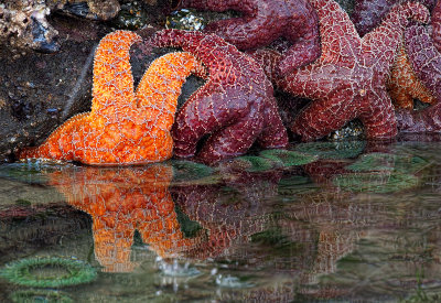 Starfish - Seal Rock State Park - Oregon