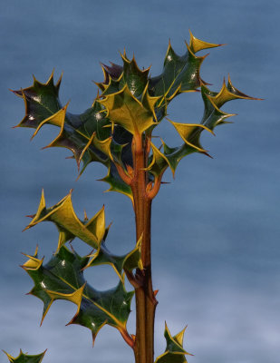 Holly Branch Against the Sky - Brookings, Oregon