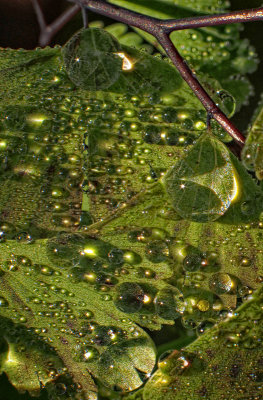Dew Drops on Bracken Fern - Jedediah Smith Redwoods 