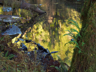 Mill Creek - Jedediah Smith Redwoods - California