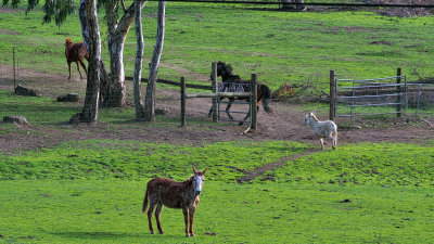 Dinner Bell - Mule, Donkey and Horses - Sonoma County, California