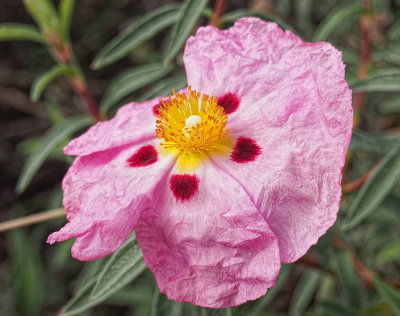 Pink Flower - Ocean Song - Sonoma County, California