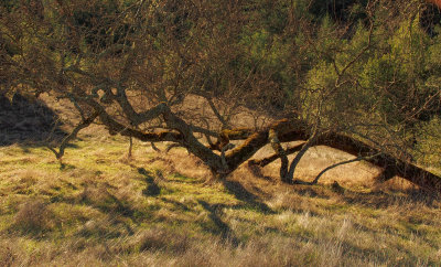 Oak - Taking to Ground - Ocean Song - Sonoma County, California