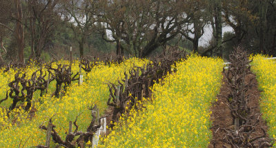 Mustard and Vines - Dry Creek Valley - Sonoma County, California