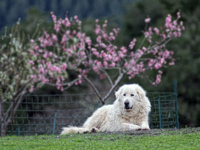 Francesco - Kiger Family Vineyards - Sonoma County, California