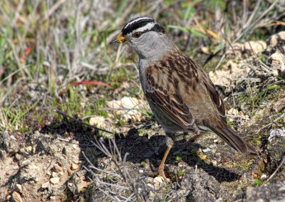 White Crowned Sparrow - Point Reyes National Seashore, California