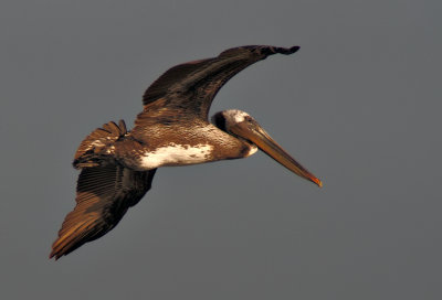 Pelican in Flight - Bodega Bay, California