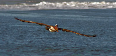 Pelican in Flight - Bodega Bay, California