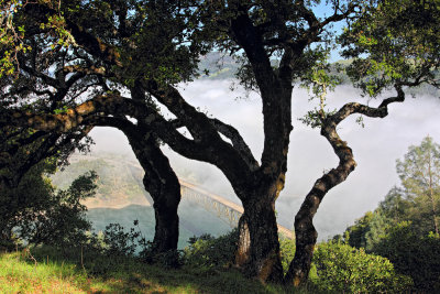 Lake Sonoma Bridge in Fog