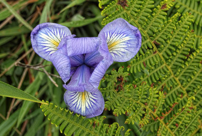 Iris - Salt Point State Park - California