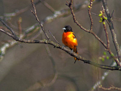 Northern Oriole - Mount Horeb, Wisconsin