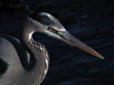 Great Blue Heron Profile - Morro Bay, California