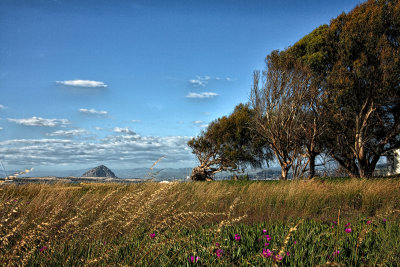 Grasses of Los Osos Bay and Morro Rock