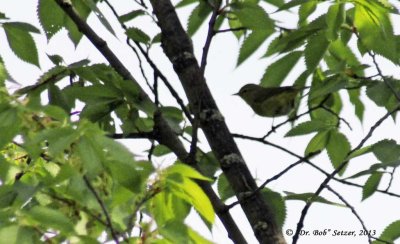 7338-Orange-crowned-Warbler