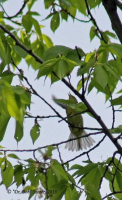 7344-Orange-crowned-Warbler