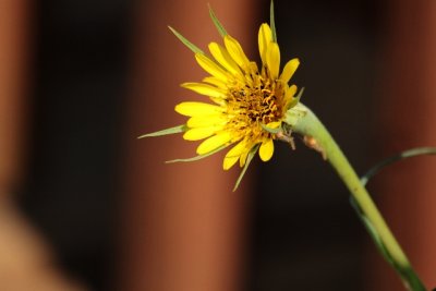 Yaller flower.