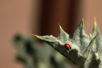 Ladybug on Thistle II