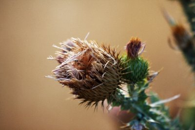 Thistle